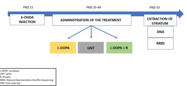 Figure 1. Schematic representation of the experimental workflow. Rats received a unilateral injection of 6-OHDA at PND  21 followed by a 2-weeks sub-chronic treatment (from PND 35 to PND 49) according to their respective group (L-DOPA,  UNT, L-DOPA + Riluz