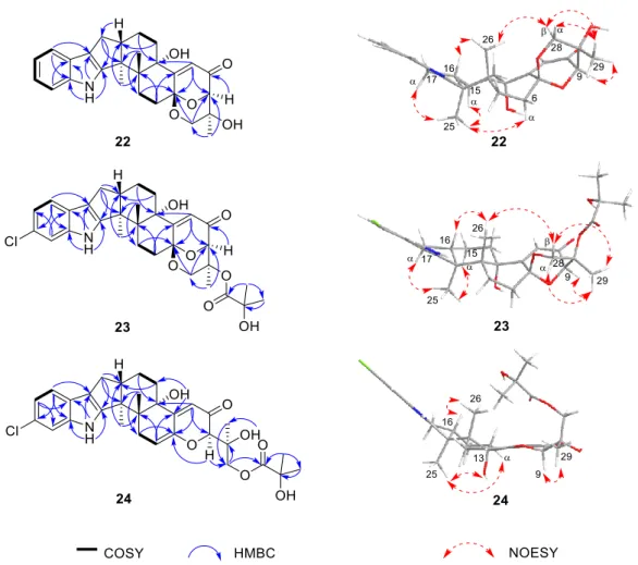 Figure 3. Selected COSY, HMBC, and NOESY correlations of compounds 22–24. 