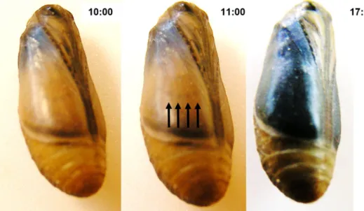 Figure 1.  Pupa of a Polyommatus icarus male specimen one day prior to the eclosion of the adult