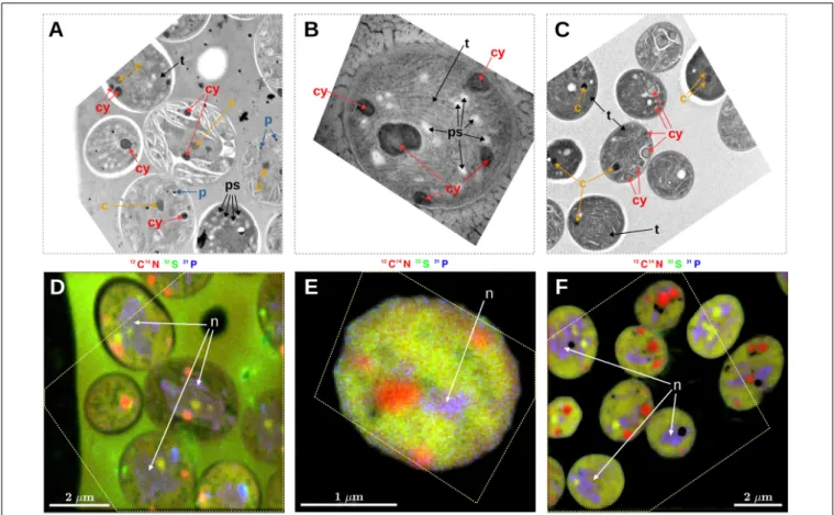 FIGURE 1 | Correlative microscopy of thin sections of Cyanothece 51142 cells. Shown are examples of TEM images (A–C) and the corresponding nanoSIMS images (D–F)