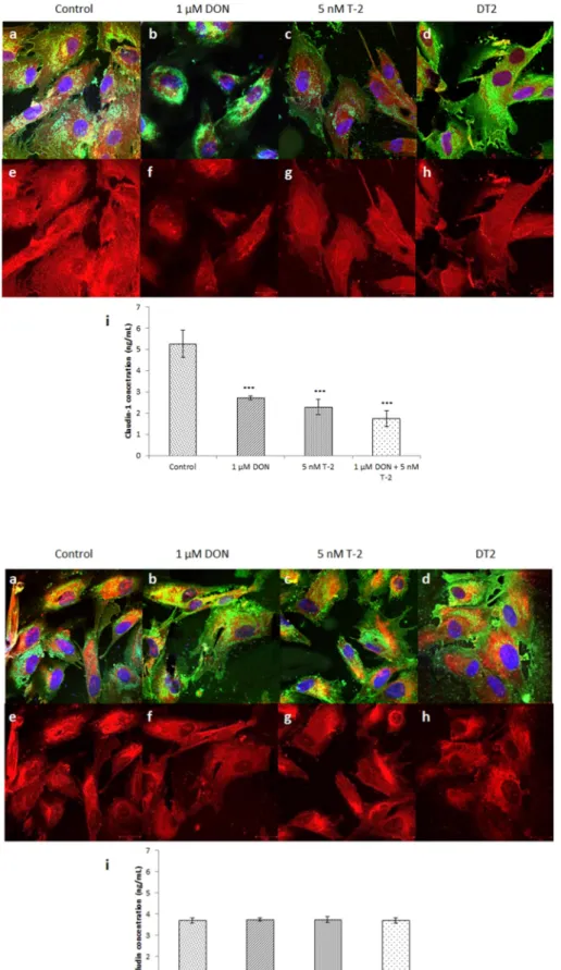 Fig. 6. Localization of claudin-1 detected by confocal  microscopy (a–h) in mycotoxin treated HIEC-6 cells  (24 h of incubation) and determination of changes in  claudin-1  concentrations  (i)