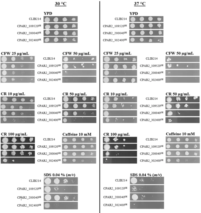 Figure 1. Representative pictures present CPAR2_109520 OE , CPAR2_200040 OE , and CPAR2_302400 OE strains with altered fitness compared to CLIB214 control strain in spot assay analysis