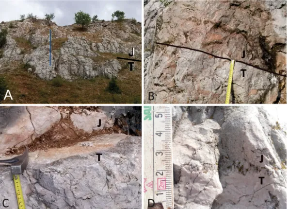 Fig. 4. The TJB in the V ¨ or ¨ oshíd quarry section. (A) View of the quarry wall showing the position of TJB and location of the 19.5 m thick profile sampled for stable  isotope analyses