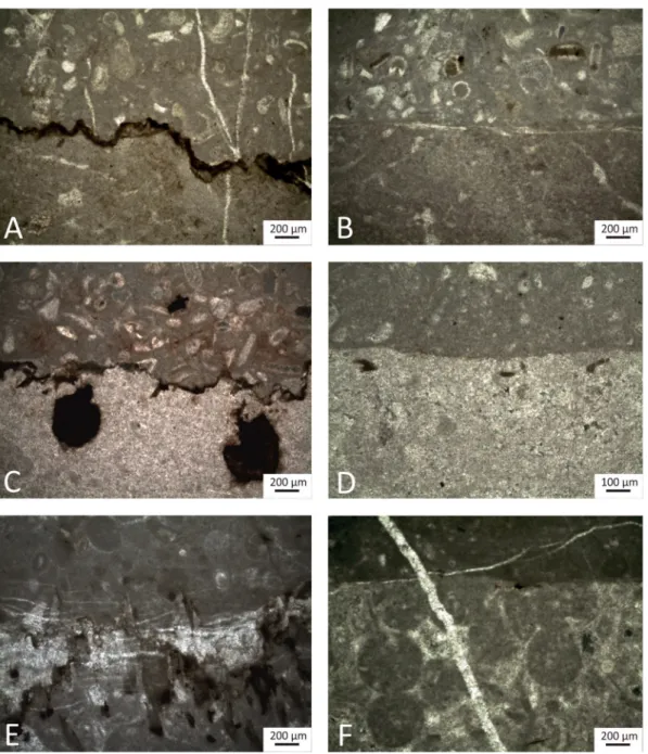 Fig. 6. Photomicrographs of various features observed at the TJB surface in the studied sections