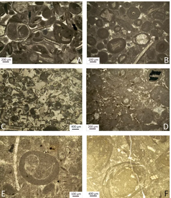 Fig. 7. Photomicrographs of various microfacies features observed in the basal Jurassic beds in the studied sections