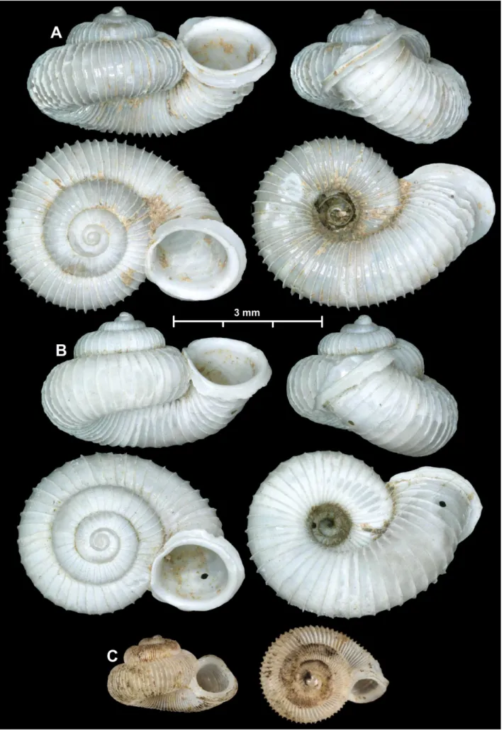 Fig. 3. Shells of Laotia Saurin, 1953 species. A, Laotia luongi, new species, holotype (VNMN-Z-Inv.000220); B, L