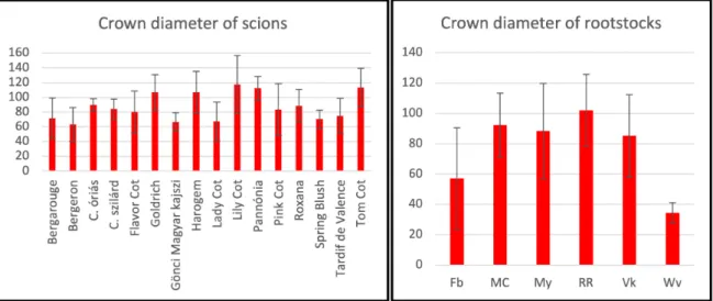Figure 4. Average crown diameters by scion and rootstock cultivars (cm).
