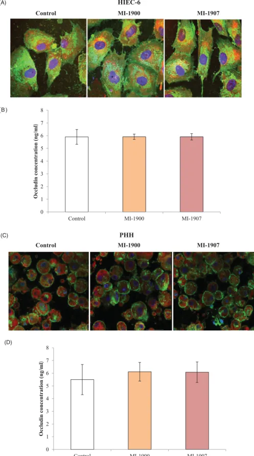 Figure 6. Influence of inhibitors MI-1900 and MI-1907 on occludin expression. (A) An immunofluorescence staining of occludin in controls and in inhibitor-treated cells (50 m M) for 24 hours