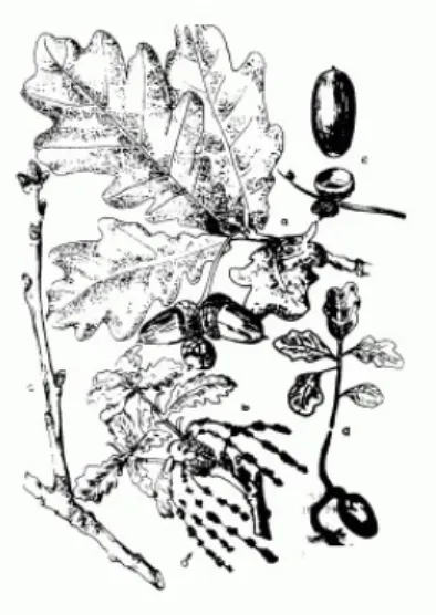 1. ábra: Kocsányos tölgy – Stejar Quercus robur L.