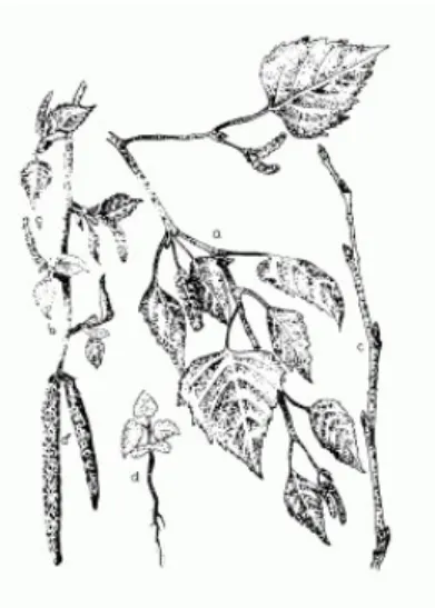 2. ábra: Közönséges nyír – Betula verucossa