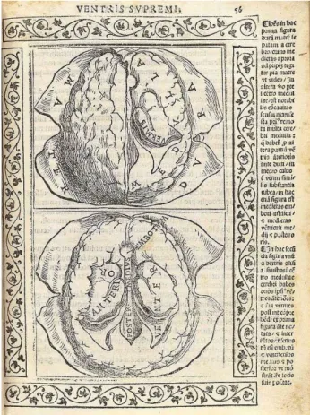 1. ábra Berengario anatómia rajza az agyról 