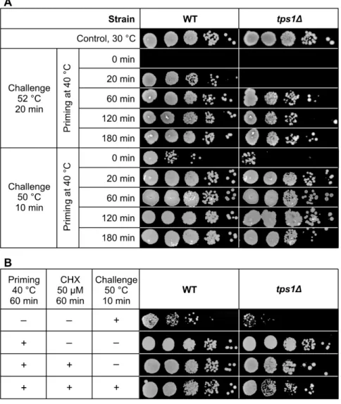 Figure 9. Acquisition of thermotolerance. (A) Yeast cells were primed at 40 °C for 0–180 min fol- fol-lowed by heat challenge at 52 °C for 20 min or at 50 °C for 10 min