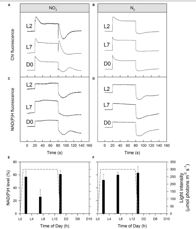 FIGURE 7 | Simultaneously recorded Chl a (A,B) and NAD(P)H fluorescence (C,D) induction curves (with recovery) of Cyanothece cultures during/after the light phase as well as corresponding calculated NAD(P)H levels as a percentage of the entire NAD(P)H:NADP