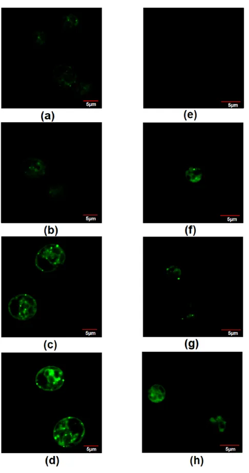 Figure 8. Staining of neutral lipids by BODIPY dye in Chlamydomonas sp. MACC-216 grown in  TAP (a), TAP-M5 (b), TAP-M10 (c), TAP-M15 (d) and Chlorella sp