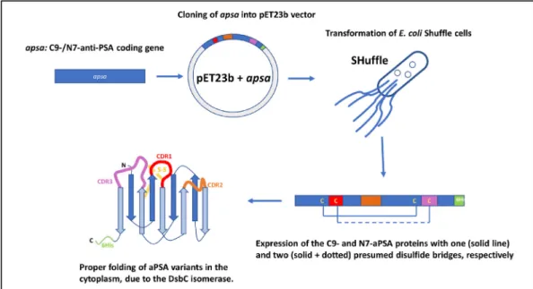Fig. 1. Schematics of the single domain anti-PSA production. Genes of strong PSA binder N7 and C9 sdAb variants were incorporated into the pET23b expression vector and the proteins were produced in SHufﬂe T7 Express E
