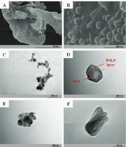 Figure 5.  A,B) SEM images of the WSLP/pEGFP-N3 complex using 5/1 mass ratio preparations under different magnifications