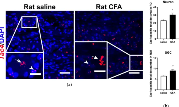 Figure 2.  (a) Representative confocal images of Tac4 mRNA (red) counterstained with DAPI are  shown on longitudinal slices of rat TG after injection of saline or CFA