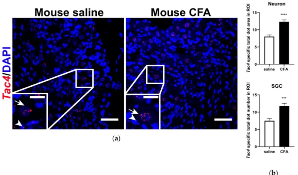 Figure 3. (a) Representative confocal images of Tac4 mRNA (red) counterstained with DAPI is shown  on longitudinal sections of mouse TG after saline or CFA treatment