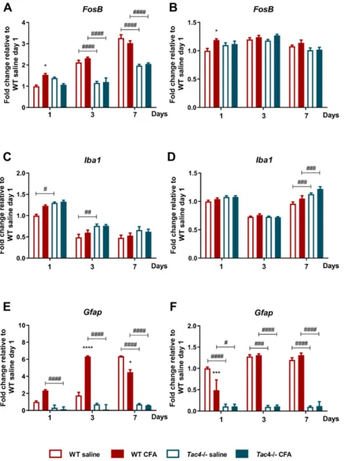 Figure 4. Time course of normalized fold changes in FosB  (A,B),  Iba1  (C,D),  Gfap  (E,F) mRNA  expression in the trigeminal ganglia (A,C,D) and trigeminal nucleus caudalis (B,D,F) of wild-type  (WT) and Tac4 -/-  mice one, 3 and 7 days after saline/CFA 