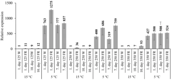 Figure 2. The expression pattern of the HvCOR14b gene with white light and low R:FR illumination