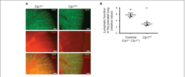FIGURE 5 | Impaired pulmonary lymphatic function in late gestation Clp1 K/K embryos. (A) Monitoring the uptake and transport of fluorescently labeled macromolecules by pulmonary lymphatic vessels in control (Clp1 K/+ ) and Clp1 K/K E18.5 embryonic lungs ca