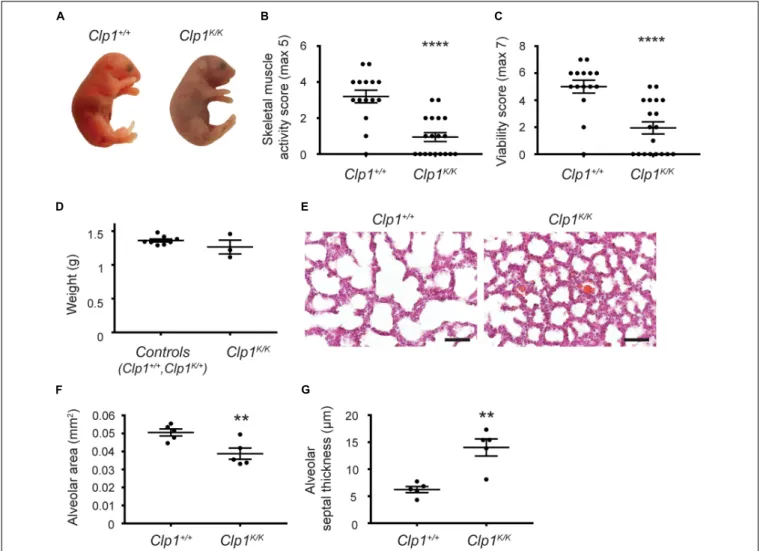 FIGURE 1 | Clp1 K/K newborns show impaired skeletal muscle activity, develop respiratory failure, and die after birth