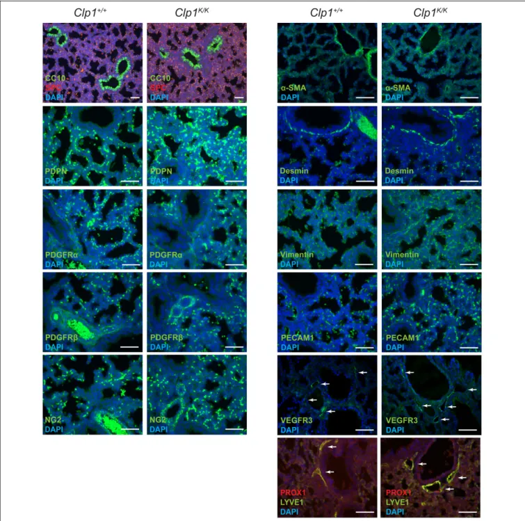 FIGURE 2 | Normal molecular and cellular lung development in late gestation Clp1 K/K embryos