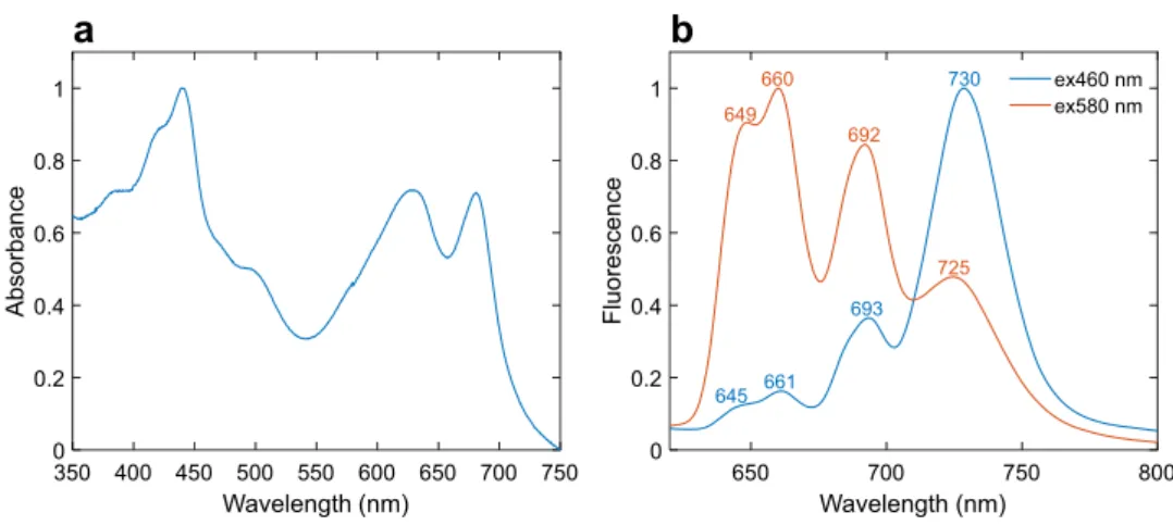 Fig. 3    Absorption and fluores- fluores-cence spectra of intact cells. a  Absorption spectrum at room  temperature