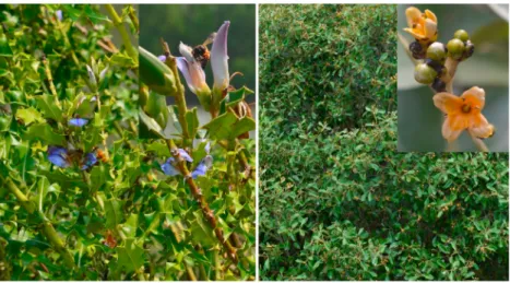 Fig. 2. The target plant species of our study. Acanthus ilicifolius plant and ﬂower, being visited by Apis dorsata (left); Avicennia ofﬁcinalis plant and ﬂower (right).