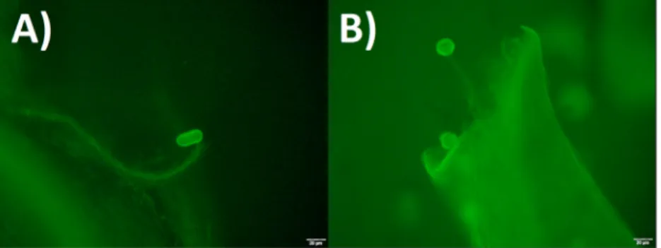 Fig. 3. Pollen grains and tubes in the pistils: Images from a ﬂuorescence microscope of A