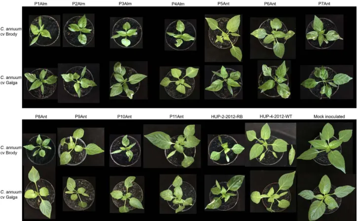 Figure 1. Host symptoms of the isolated TSWV strains mechanically inoculated on resistant (Capsicum annuum cv