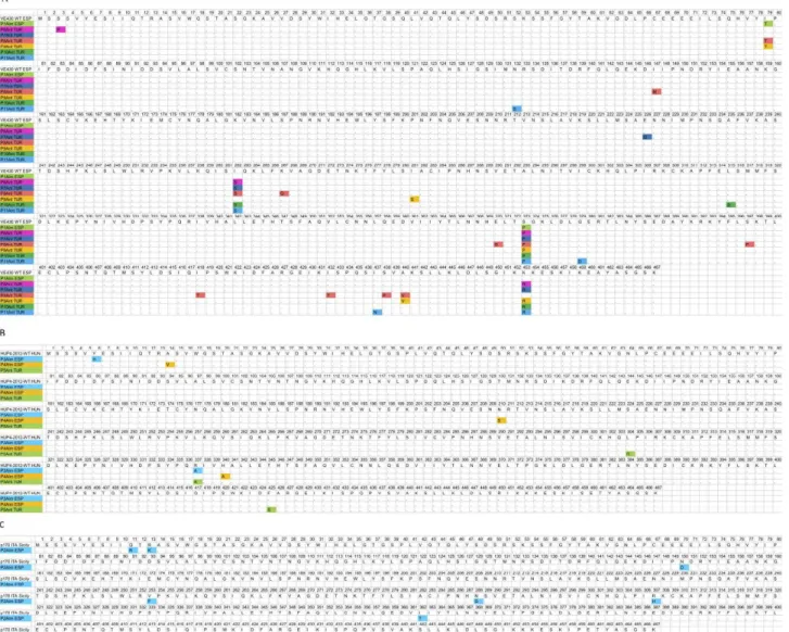 Figure 3. Amino acid sequence comparison of the NSs proteins of the isolated TSWV strains