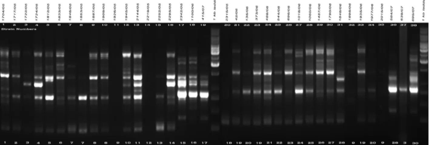 Fig. 1. a. RAPD PCR amplification patterns of A. flavus and A. tamarii strains, amplicons of A01 primer; b
