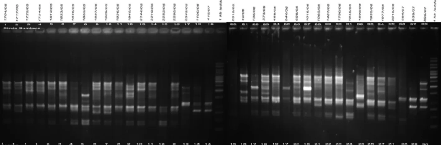 Fig. 2. a. RAPD PCR amplification patterns of A. flavus and A. tamarii strains, amplicons of G19 primer; b