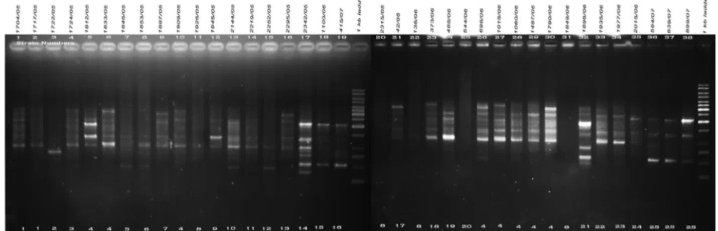 Fig. 4. a. RAPD PCR amplification patterns of A. flavus and A. tamarii strains, amplicons of R15 primer; b