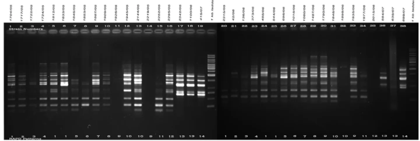 Fig. 5. a. RAPD PCR amplification patterns of A. flavus and A. tamarii strains, amplicons of E17 primer; b