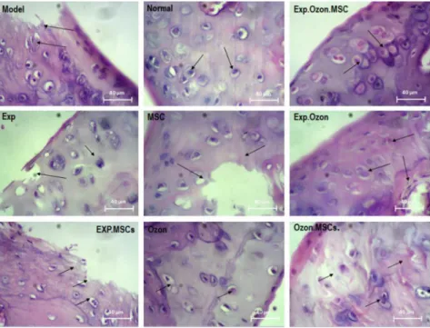 Fig. 1. Histological examination of cartilage in each study group by H&amp;E staining