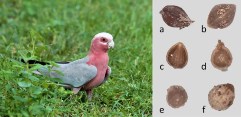 Fig. 1. Galah feeding on pastures (left panel). Seeds of each species retrieved from droppings (right panel)