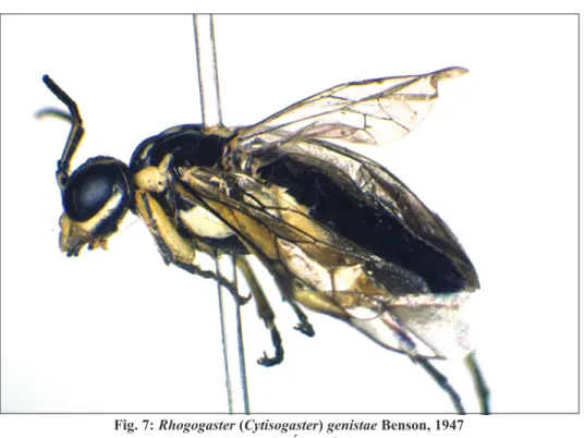 Fig. 7: Rhogogaster (Cytisogaster) genistae Benson, 1947  (photo: L. Ábrahám)