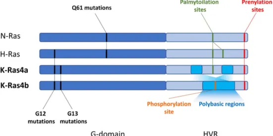 Fig. 1 Most common oncogenic mutations and posttranslational modification sites of the HVR regions in the Ras proteins