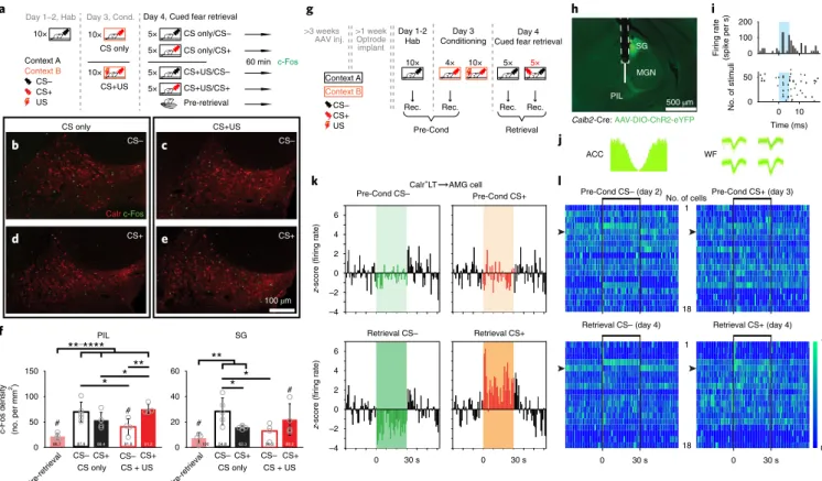 Fig. 7 | Fear learning induces changes in the activity pattern of calr + Lt neurons. a, Schematic design for measuring cued fear-retrieval-induced c-Fos  activation