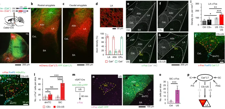 Fig. 4 | calr + Lt neurons target the fear-conditioning-activated LA neurons and SIc. a, Top: schematic of selective viral labeling of Calr + LT (red) and  Calr – LT cells (green)