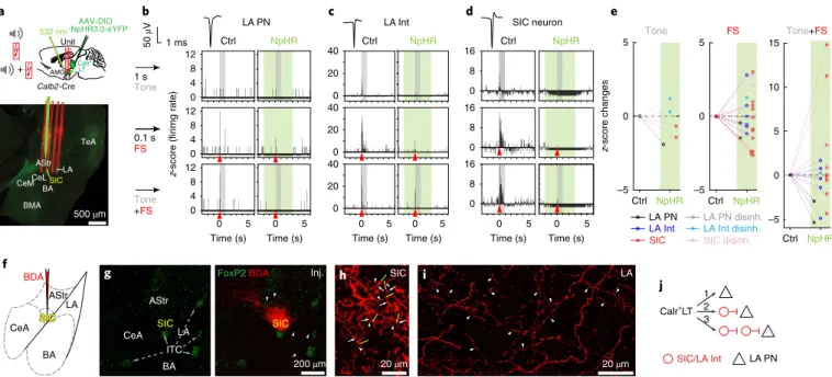 Fig. 5 | calr + Lt neurons control the multisensory activation of amygdala cells in a complex manner