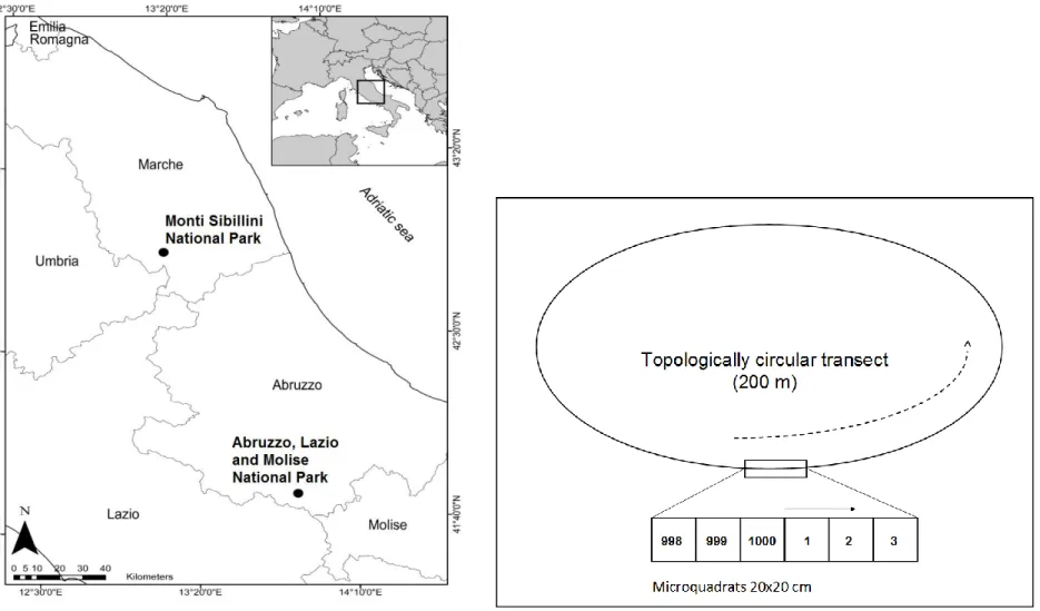 Figure S1. Location of the study areas in the context of central Italian Apennines (on the left, thanks to Flavio Marzialetti) and scheme of the  topologically circular transect used to sample understory vegetation (on the right)