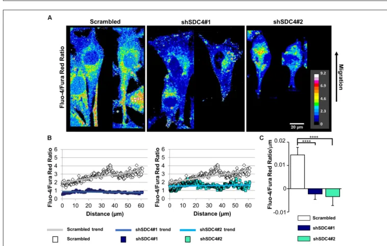 FIGURE 7 | Effect of syndecan-4 silencing on the distribution of intracellular Ca 2+ in migrating myoblasts