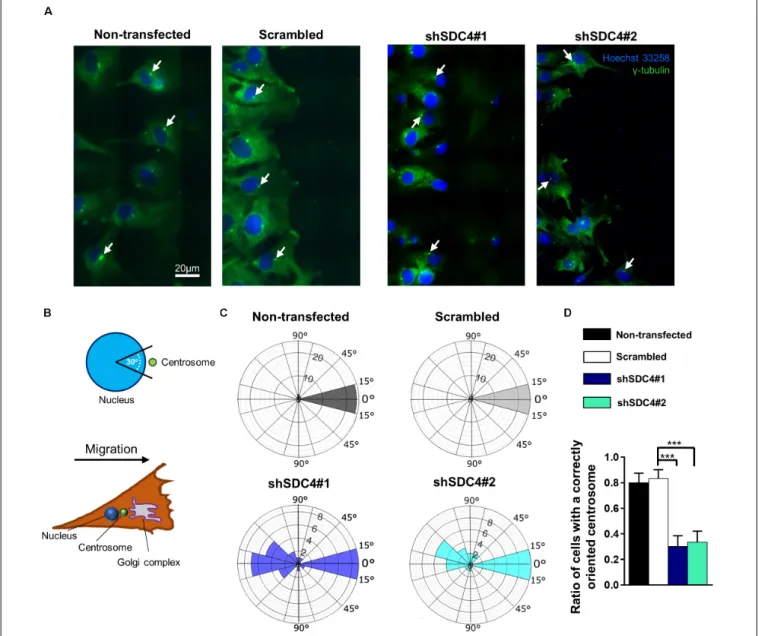FIGURE 5 | Syndecan-4 affects centrosome positioning during migration. (A) Representative wide-field fluorescence images of the studied cell lines depict the positions of centrosomes 2 h after scratching