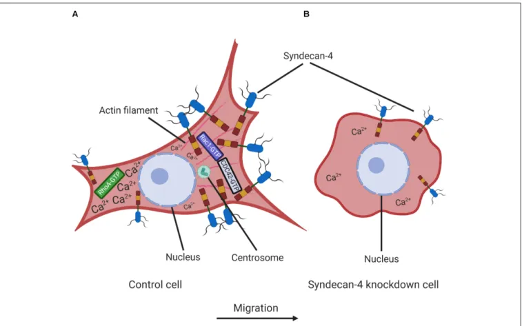 FIGURE 8 | Schematic representation of the effect of syndecan-4 knockdown on cell polarity and migration