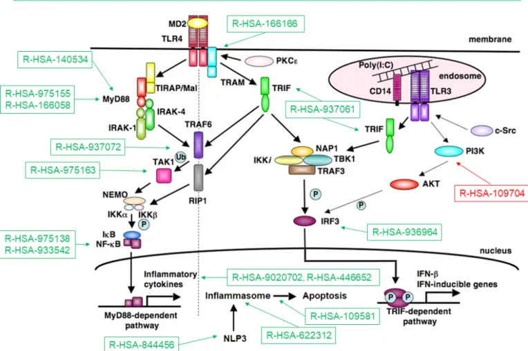 Figure 3  Toll- like receptor (TLR) pathways deregulated in systemic sclerosis (SSc). Representation of TLR pathways and downstream mediators  following TLR4 activation