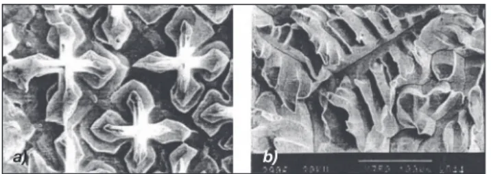 Figure 1. Dendritic structure of a single crystal: a) - &lt;001&gt;,   b) - &lt;111&gt; [7]