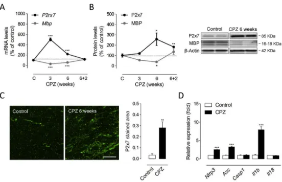 Fig. 1. Up-regulated P2x7 receptor expres- expres-sion and signalling during cuprizone  intoxi-cation
